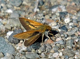 109 Skipper, Long Dash, 2006-07013009 Moosehorn NWR, ME